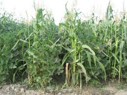 گیاهان باغی که در کنار یکدیگر بهترین عملکرد را دارند